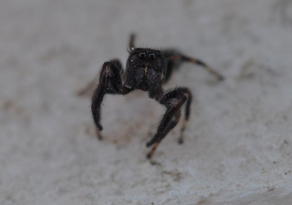 Salticidae da id (5)